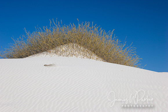 Desert Bush