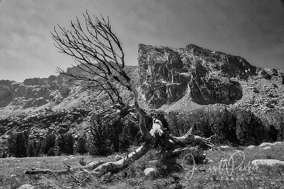 Wind River Range Bare Tree