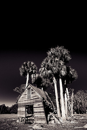 Palm Trees Win!