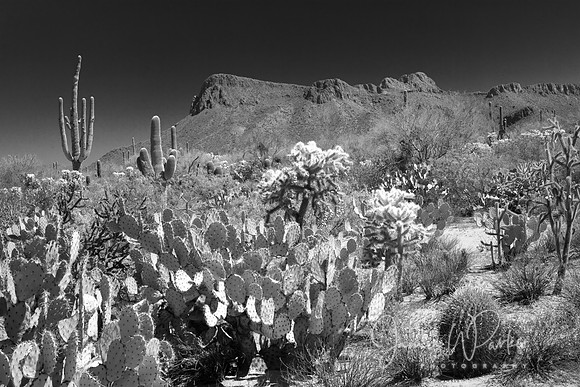 Prickly Pear at Panther Peak