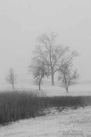 Winter Scene