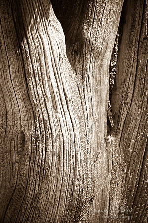 Forked Tree