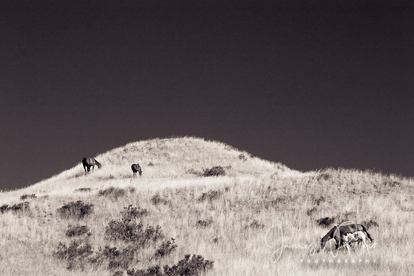 Mares & Foals