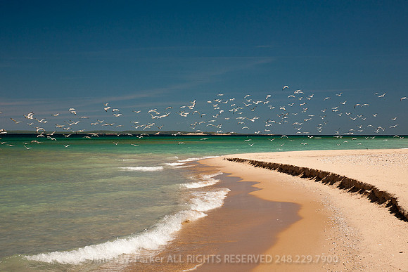 Flock of Seagulls