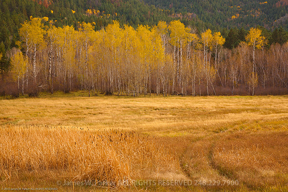 Autumn Aspens
