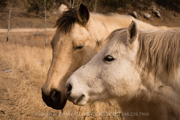 Old Friends