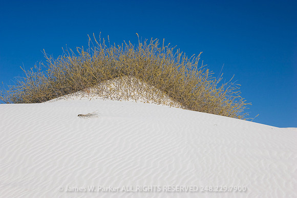 Desert Bush