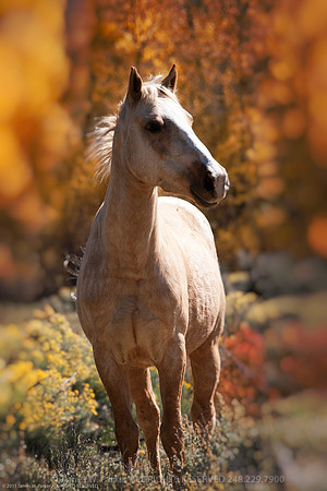 Beautiful Autumn