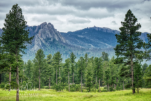 Twin Springs Meadow