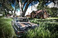 Splendor in the Grass