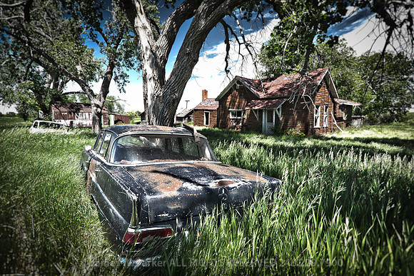 Splendor in the Grass