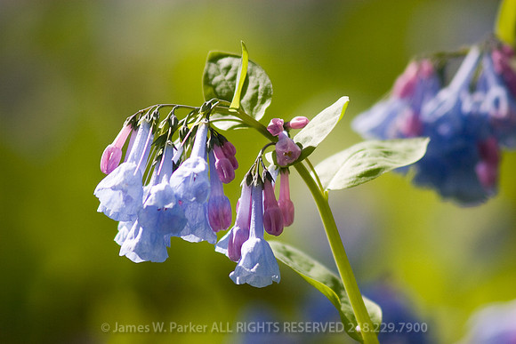 Bluebells