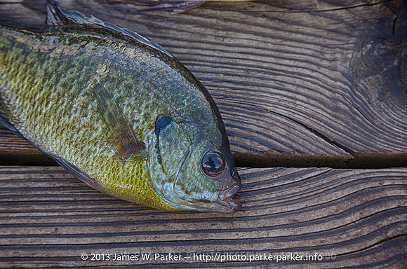 Bluegill