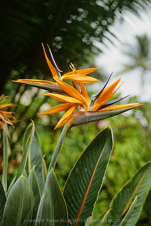 Bird of Paradise