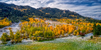Palmer Gulch Aspens in Snow