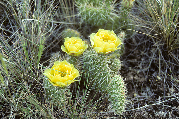 Cactus Flower