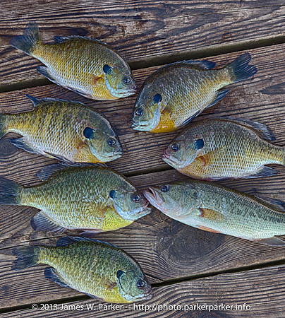 A Few Fish Caught by Rod