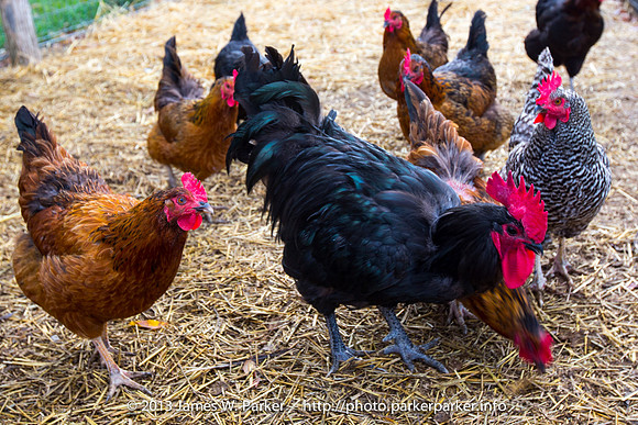 Rooster and His Brood