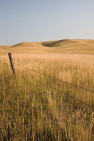 Fenceline II
