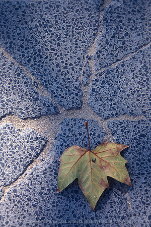 fallen Leaf