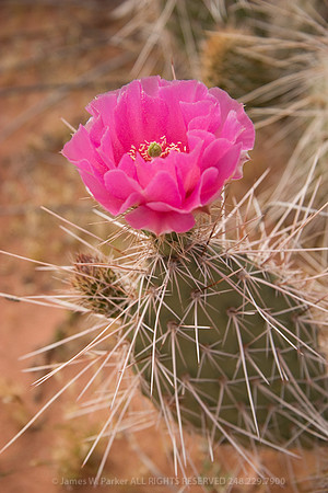 Prickly Pear