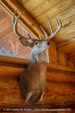 Cabin Three Deer Mount (Nate's Deer)