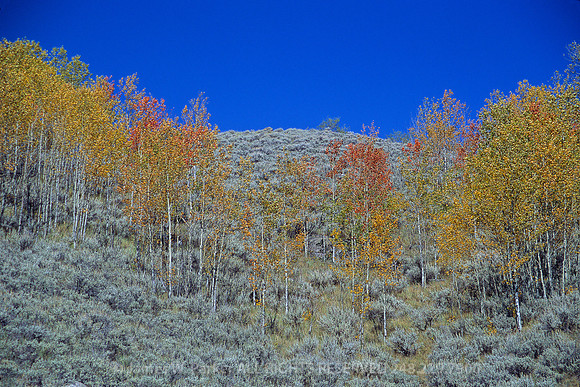 An Aspen a Day