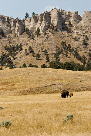 Buffalo near Fort Robinson