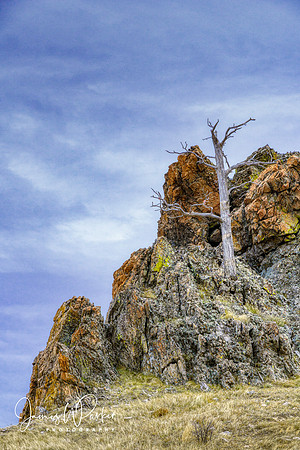 Snag, Bear Butte