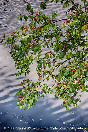 Choikecherries at Hidden Lake