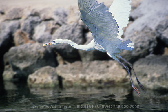 Translucent Flight