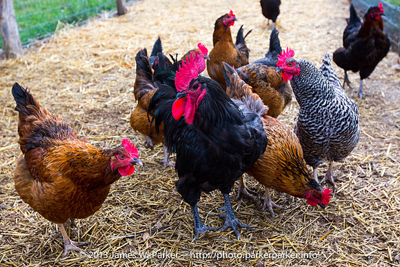 Rooster and His Brood 2