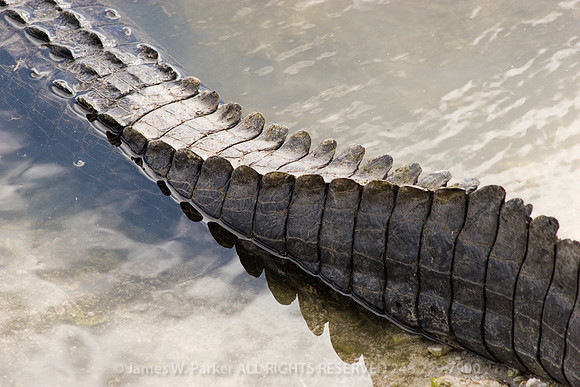 Tail of the Gator
