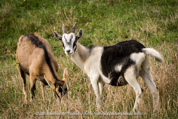 Goats 1