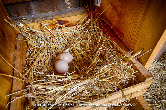 Chicken Nest 1