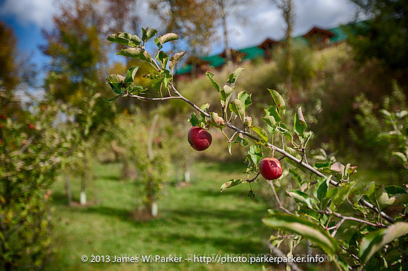 Apple Orchard
