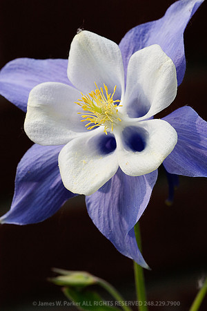Blue Columbine
