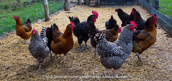 Ah… Chickens!
