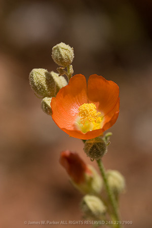 Orange Mallow II