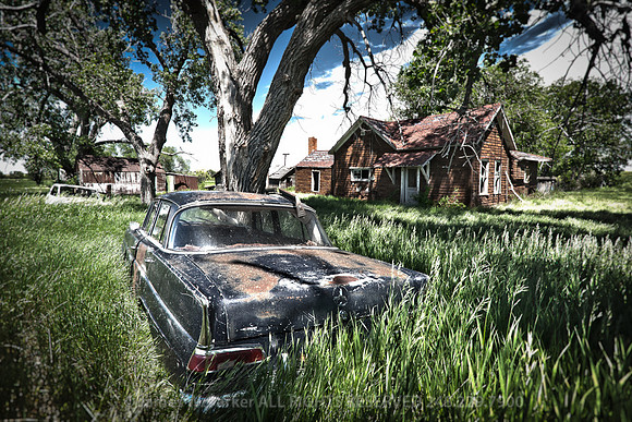 Splendor in the Grass