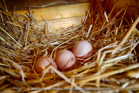Chicken Nest 2