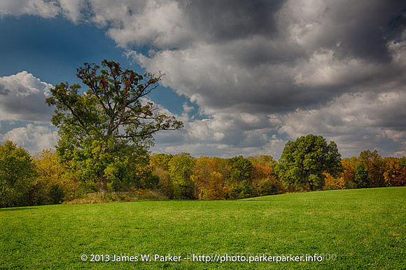 Alfalfa Field and Tree