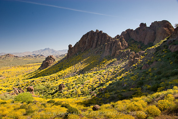 Superstition Mountains Brittlebush
