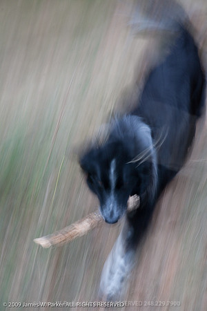 Spirit of a Dog