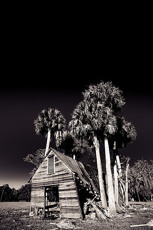 Palm Trees Win!