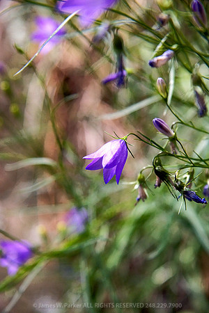 Purple Bells