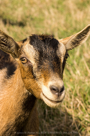 Oh So Happy Goat!