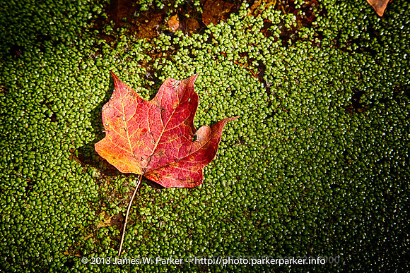 Leaf and Algae - Old Watering Trough