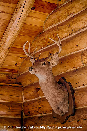 Cabin One Deer Mount