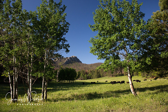 Elkhorn Meadow